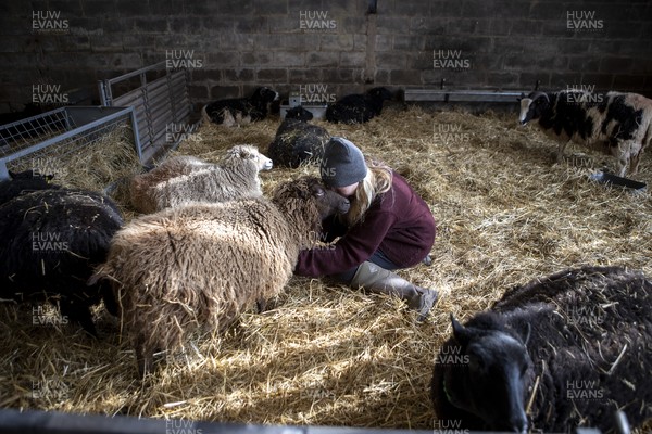 100321 - Picture shows shepherdess� Samantha Matthews on her farm near Brecon, South Wales Lovingly tending to her flock of rare breed ewes as they prepare to deliver this years lambs