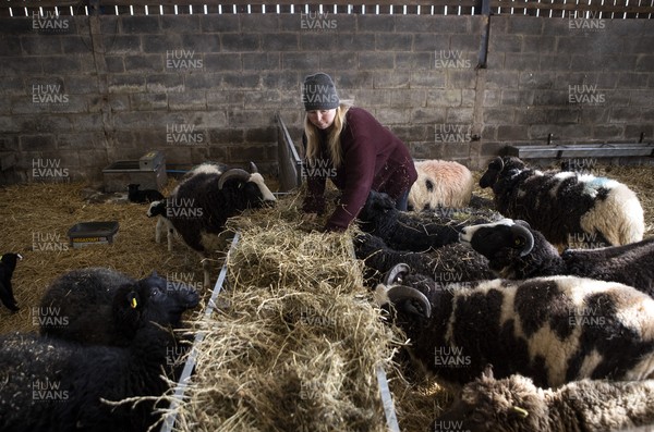 100321 - Picture shows shepherdess� Samantha Matthews on her farm near Brecon, South Wales Lovingly tending to her flock of rare breed ewes as they prepare to deliver this years lambs