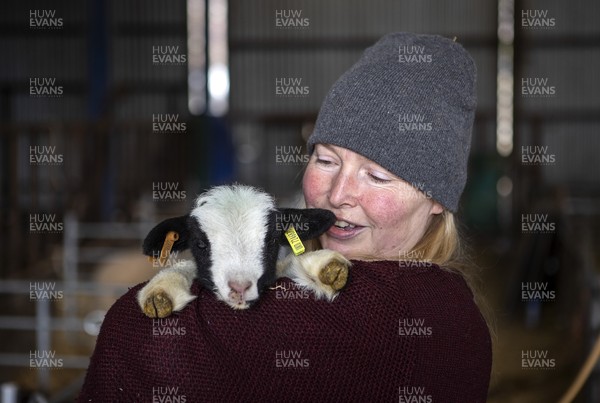 100321 - Picture shows on newly born Jacob lamb called Monty, a UK native rare breed of sheep with shepherdess� Samantha Matthews on her farm near Brecon, South Wales