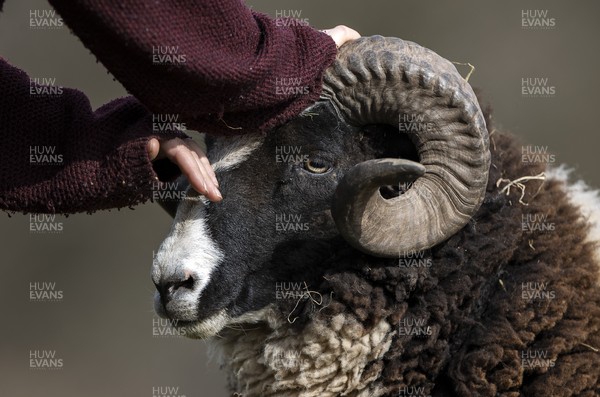 100321 - Picture shows a Jacob ram on shepherdess� Samantha Matthews farm near Brecon, South Wales A UK native rare breed of sheep