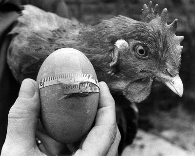 Llandovery Chicken 070588