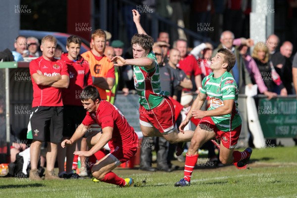 061012 - Llandovery v Llanelli - Welsh Premiership - Jordan Williams of Llanelli, and Matthew Harbutt and Lee Rees of Llandovery all chase a loose ball