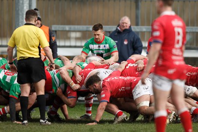 250323 - Llandovery v Llanelli - Indigo Group Premiership - Lee Rees of Llandovery prepares to put the ball into scrum