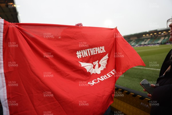 180126 - Northampton Saints v Scarlets - European Rugby Champions Cup - Scarlets fans