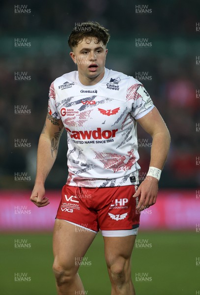 180126 - Northampton Saints v Scarlets - European Rugby Champions Cup - Macs Page of Scarlets 