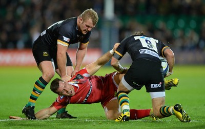 Northampton v Scarlets 141115