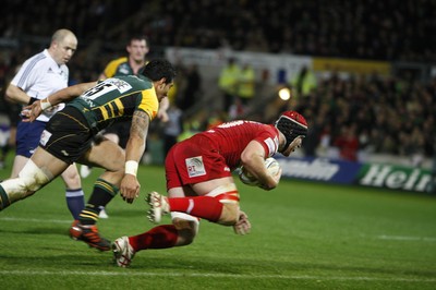 18.11.11 - Northampton Saints v Scarlets - Heineken Cup Matt Gilbert scores for the Scarlets 