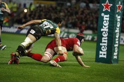 18.11.11 - Northampton Saints v Scarlets - Heineken Cup Matt Gilbert scores for the Scarlets 