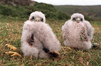 Orphaned Kestrel 030795