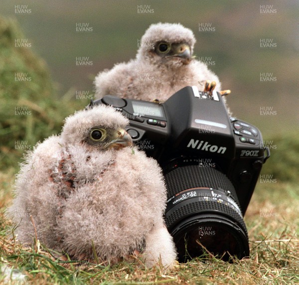 030795 - Orphaned Kestrel chicks in South Wales