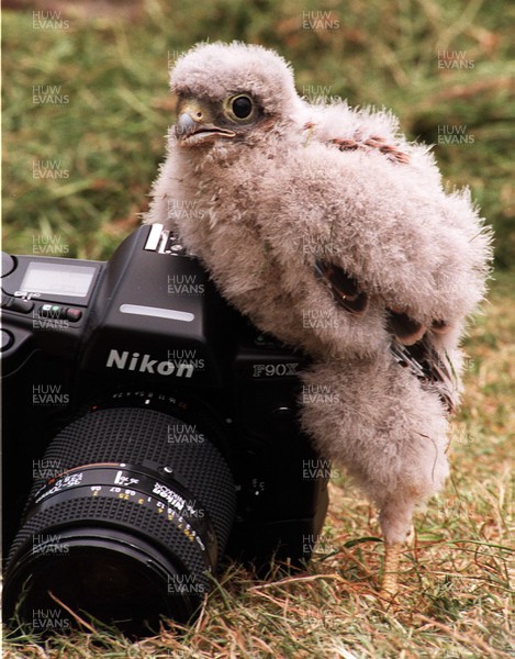 030795 - Orphaned Kestrel chicks in South Wales