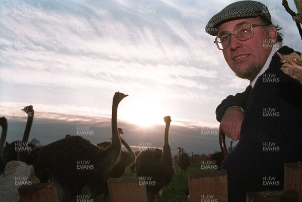 201295 - Ostrich Farming - Bob Bailey with ostriches on his farm near Chepstow 