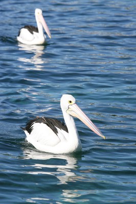 Pelican