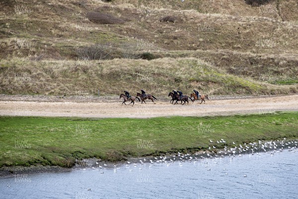 040220 - Picture shows Potters Corners leading the pack during their morning gallops at trainers Christian Williams' stables in Ogmore on Sea, South Wales