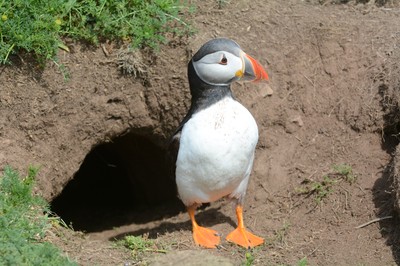 Puffins on Skomer Island 2014