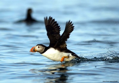 Puffins