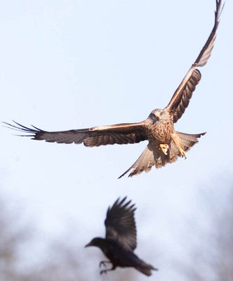 Red Kites 311201