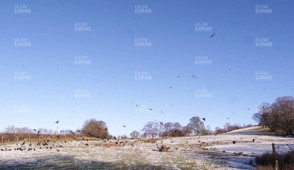 311201 - Red Kite feature, Rhayader - Feeding time at the Gigrin Kite Feeding Centre