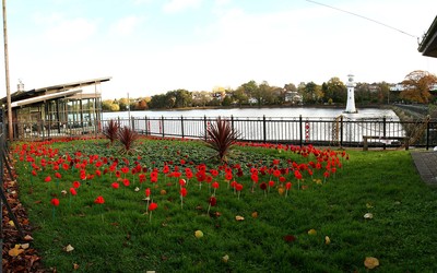 Roath Park Poppies 091116