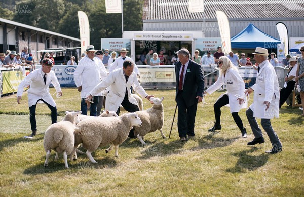 180722 - Picture shows judges and handlers trying to control sheep on first day of the Royal Welsh Show, in Builth Wells The first time since 2019 the event has taken place The event has to contend with the extreme heatwave currently taking a grip of the country,