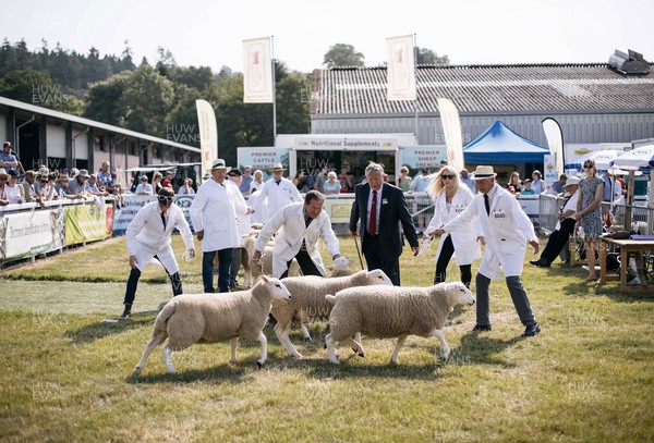 180722 - Picture shows judges and handlers trying to control sheep on first day of the Royal Welsh Show, in Builth Wells The first time since 2019 the event has taken place The event has to contend with the extreme heatwave currently taking a grip of the country,