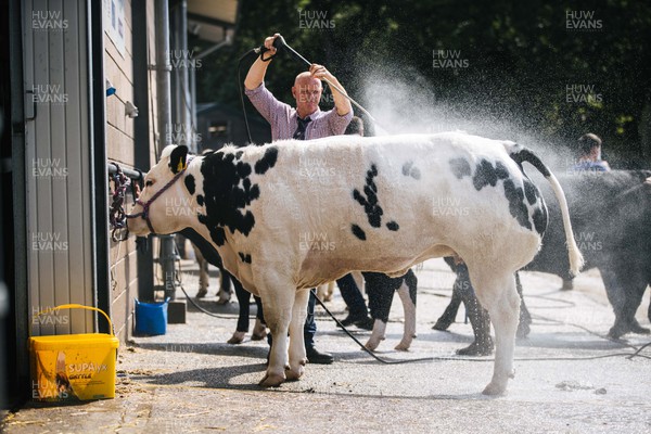 180722 - Picture shows cattle cooling off whilst being washed on the first day of the Royal Welsh Show, in Builth Wells The first time since 2019 the event has taken place The event has to contend with the extreme heatwave currently taking a grip of the country,