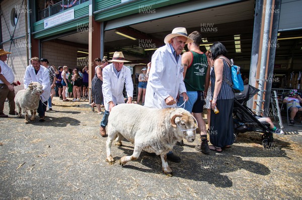 180722 - Picture shows farmers wrestling with sheep as they go to the ring on the first day of the Royal Welsh Show, in Builth Wells The first time since 2019 the event has taken place The event has to contend with the extreme heatwave currently taking a grip of the country,