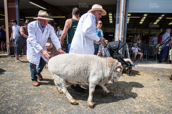 180722 - Picture shows farmers wrestling with sheep as they go to the ring on the first day of the Royal Welsh Show, in Builth Wells The first time since 2019 the event has taken place The event has to contend with the extreme heatwave currently taking a grip of the country,