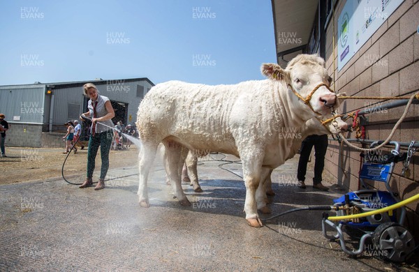 180722 - Picture shows a farmer washing down cattle on the first day of the Royal Welsh Show, in Builth Wells The first time since 2019 the event has taken place The event has to contend with the extreme heatwave currently taking a grip of the country,
