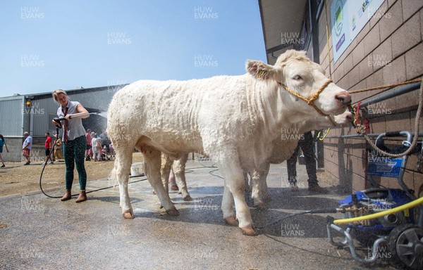 180722 - Picture shows a farmer washing down cattle on the first day of the Royal Welsh Show, in Builth Wells The first time since 2019 the event has taken place The event has to contend with the extreme heatwave currently taking a grip of the country,