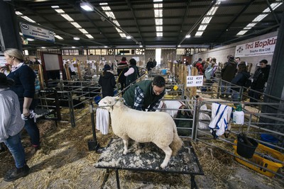 Royal Welsh Winter Show 281122