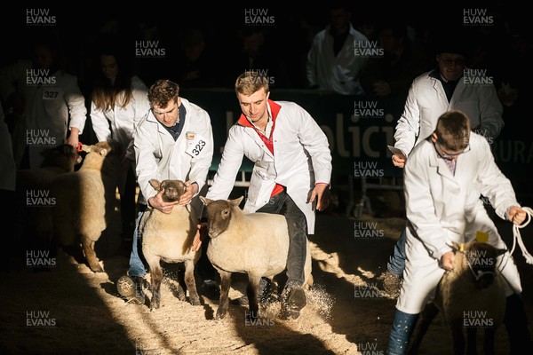 281122 - Picture shows farmers wrestling with their sheep was the enter the ring at the Royal Welsh Winter Agricultural Show in Builth Wells, Wales today The first of the two day event which signals the end of the showing season for livestock farmers around the country