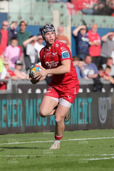 260425 - Scarlets v Leinster - United Rugby Championship - Tom Rogers of Scarlets looks for support