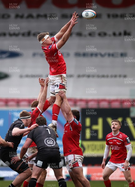 240126 - Scarlets v Ulster - United Rugby Championship - Taine Plumtree of Scarlets wins the line out