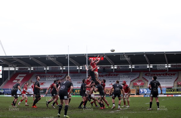 240126 - Scarlets v Ulster - United Rugby Championship - Harvey Cuckson of Scarlets wins the line out