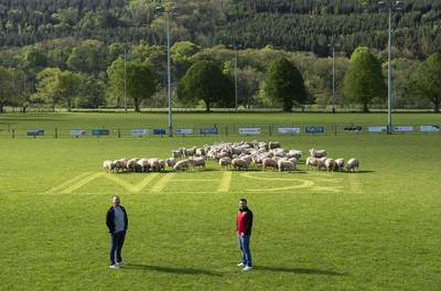 Sheep at Brecon Rugby Club 020520