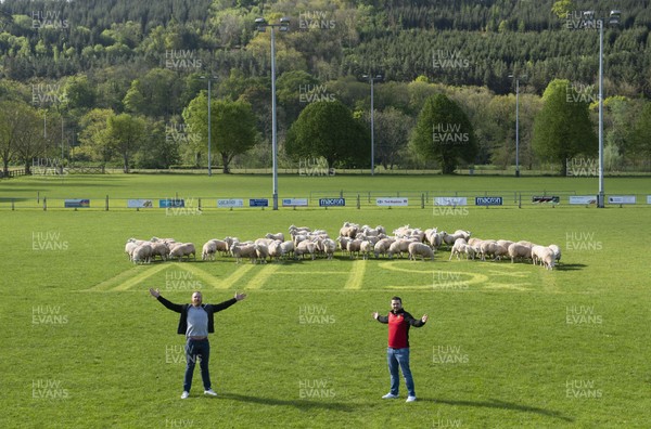 020520 -  Brecon coach Andy Powell and captain Ewan Williams with an "NHS" message cut into the grass as sheep are allowed onto the pitch at Brecon rugby club to keep the grass short while COVID-19 Coronavirus stops sport during the pandemic