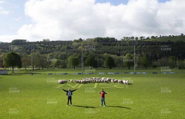 020520 -  Brecon coach Andy Powell and captain Ewan Williams with an "NHS" message cut into the grass as sheep are allowed onto the pitch at Brecon rugby club to keep the grass short while COVID-19 Coronavirus stops sport during the pandemic