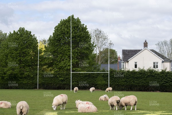 020520 -  Sheep are allowed onto the pitch at Brecon rugby club to keep the grass short while COVID-19 Coronavirus stops sport during the pandemic