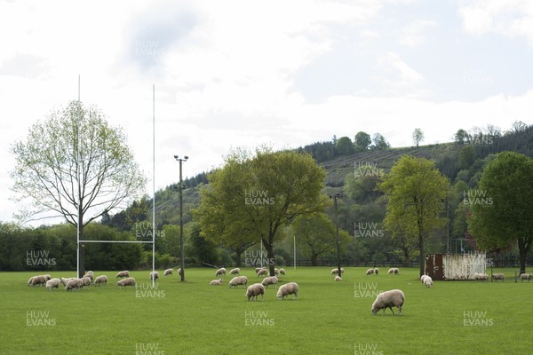 020520 -  Sheep are allowed onto the pitch at Brecon rugby club to keep the grass short while COVID-19 Coronavirus stops sport during the pandemic