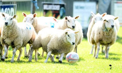 Sheep Rugby at Brecon Rugby Club 050520