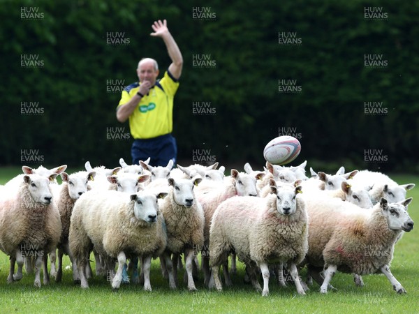050520 -  Would ewe believe it!Sheep on the rugby pitch at Brecon Rugby Club in Wales The sheep belonging to club chairman Paul Amphlett are being kept on the pitch to keep the grass short during the COVID-19 (coronavirus) pandemic Sheep have been split up into two teams and sprayed with numbers As sport has stopped the club staged a game with an official referee