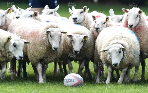 050520 -  Would ewe believe it!Sheep on the rugby pitch at Brecon Rugby Club in Wales The sheep belonging to club chairman Paul Amphlett are being kept on the pitch to keep the grass short during the COVID-19 (coronavirus) pandemic Sheep have been split up into two teams and sprayed with numbers As sport has stopped the club staged a game with an official referee