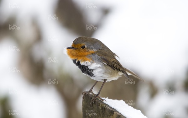 081217 - Weather - Picture shows a robin caught in the wind during the bad weather and snow near Merthyr Tydfil, Brecon Beacons