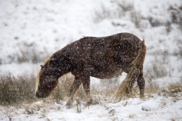 081217 - Weather - Picture shows a horse in the snow in the Brecon Beacons near Methyr Tydfil