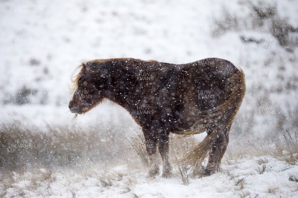 081217 - Weather - Picture shows a horse in the snow in the Brecon Beacons near Methyr Tydfil