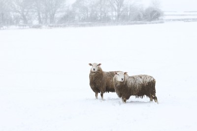 180113 - Snow in South Wales - Snowfalls in the countryside around Bridgend