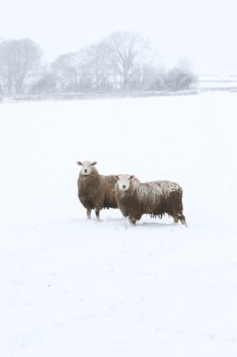 180113 - Snow in South Wales - Snowfalls in the countryside around Bridgend