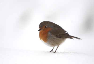 180113 - Cardiff- Snow -   A robin looks for food as snow falls heavily in South Wales 