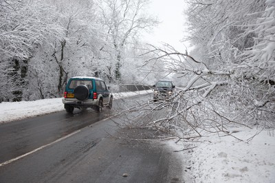 180113 - Snow hits south Wales -Traffic takes avoiding action as a tree is brought down near Mountain Ash